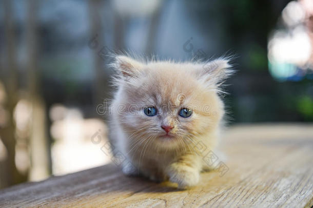 小巧玲珑的人猫可爱的,平平淡淡省份.