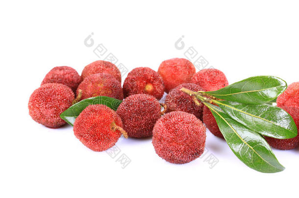 红色的月桂树的果实ï¼野草莓树