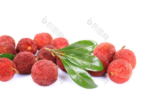 红色的月桂树的果实ï¼野草莓树