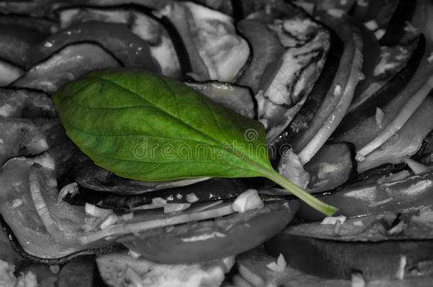 绿色的罗勒属植物叶子向黑的和白色的蔬菜