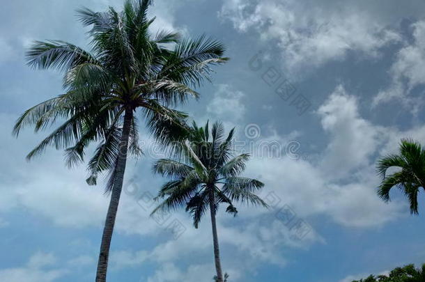 椰子树向蓝色天