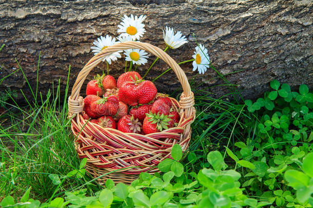 满的篮和新鲜的精选的红色的成熟的草莓