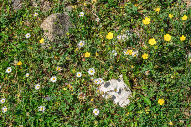 田关于<strong>甘菊洋甘菊</strong>属<strong>洋甘菊</strong>花.花质地.