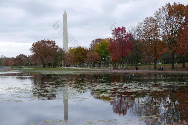 秋反映关于树和华盛顿纪念碑