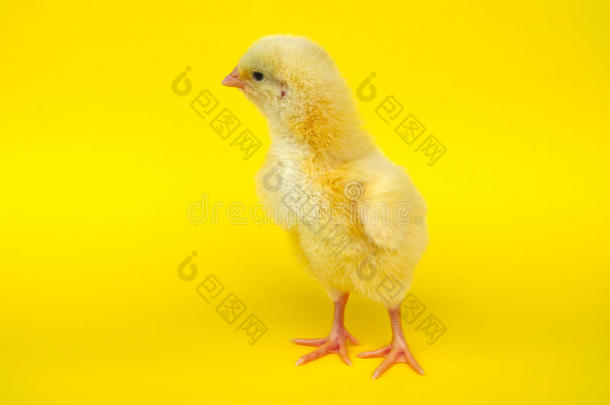 小的小鸡向黄色的背景婴儿小鸡en农场生活