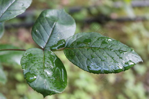 树叶后的雨树叶后的雨