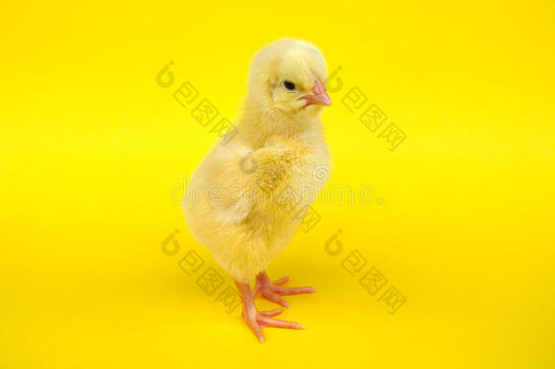 婴儿小鸡小鸡en母鸡隔离的向黄色的背景