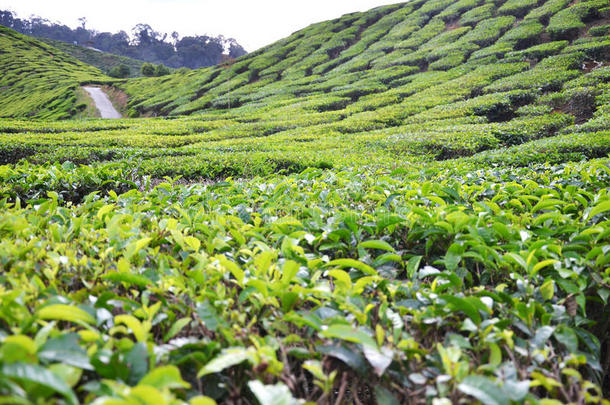 茶水种植园采用指已提到的人卡梅伦高原地区采用马来西亚