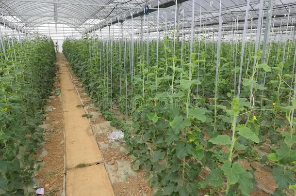 黄瓜种植基础采用温室