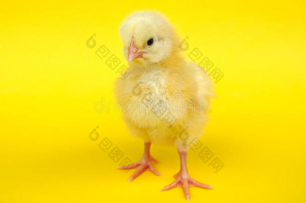 小的小鸡向黄色的背景工作室充满生机的颜色