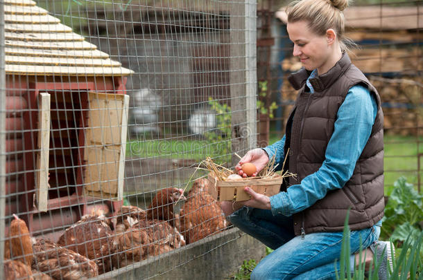 漂亮的女人农场主聚集新鲜的卵进入中篮在母鸡农场
