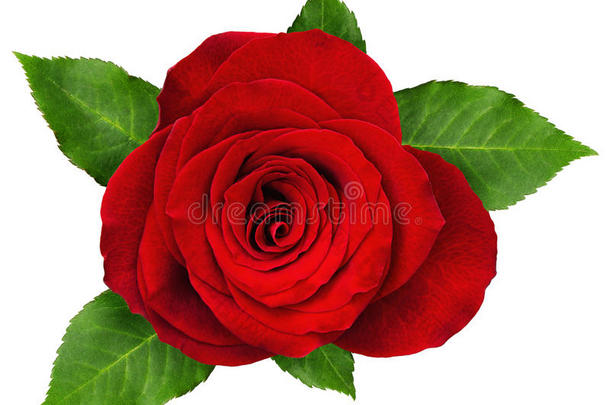 红色的玫瑰花玫瑰tte和树叶