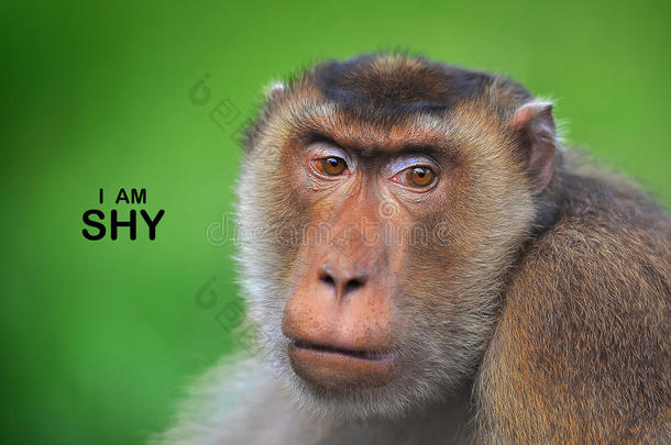 面部的表现猴反射人行为