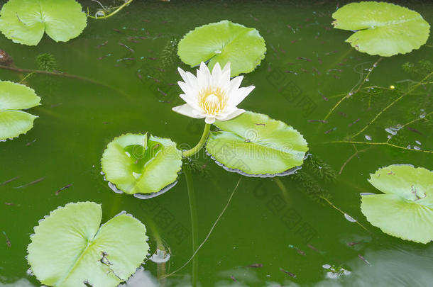 白色的莲花花和莲花叶子,水百合花