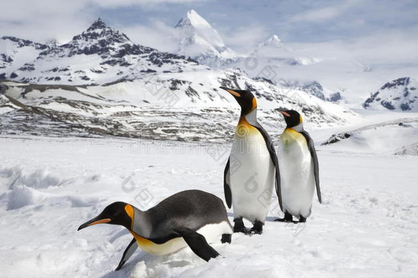 num.三国王企鹅采用指已提到的人雪向南方美国佐治亚州岛