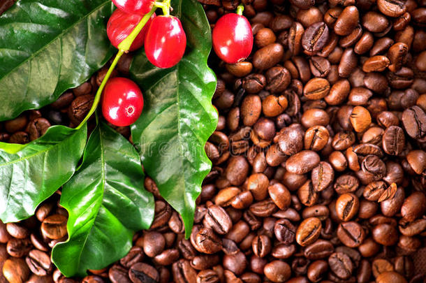 咖啡豆.真的咖啡豆植物向烤咖啡豆背景