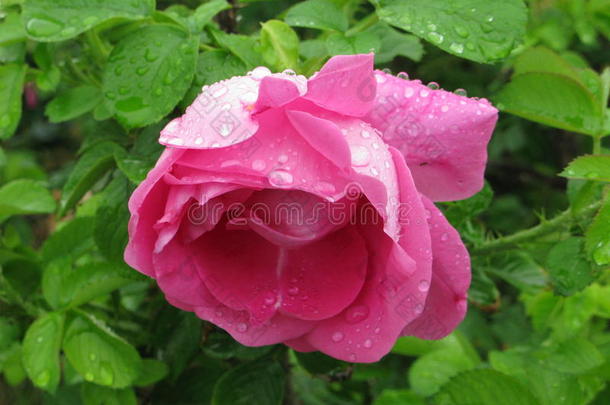 湿的粉红色的玫瑰