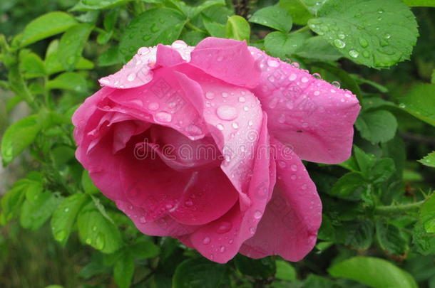 湿的粉红色的玫瑰