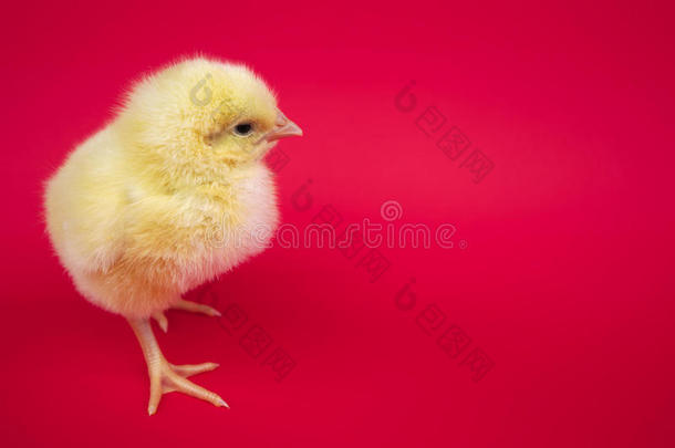 小的婴儿鸟母鸡<strong>小鸡小鸡</strong>en向红色的背景农场工作室