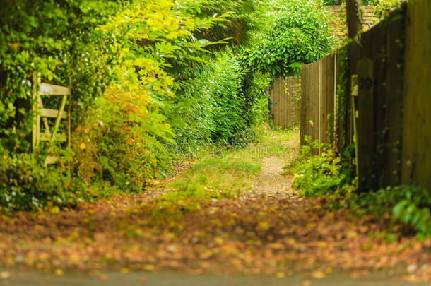 和平的小路采用秋的森林或公园