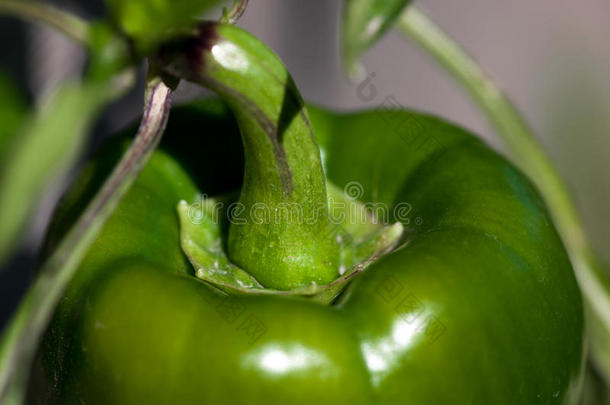 绿色的胡椒茎