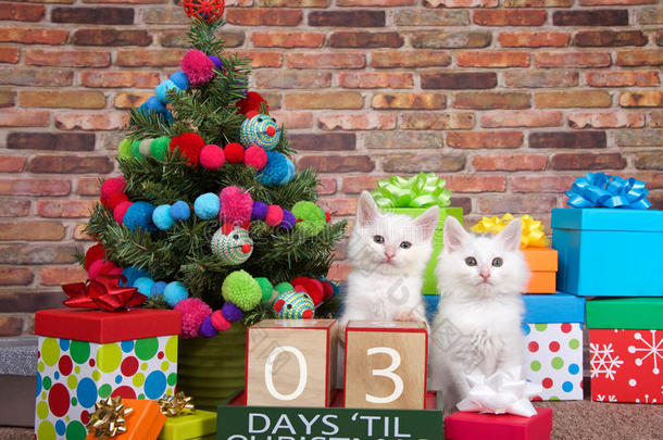 小猫倒数读秒向圣诞节03天