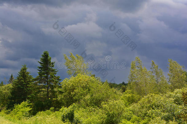 夏风景