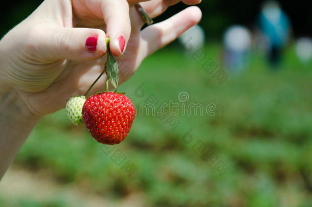 草莓收获,展映草莓
