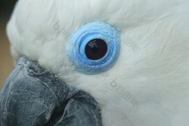 蓝色-眼睛美冠鹦鹉