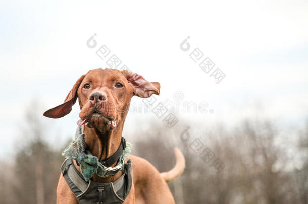 匈牙利的维希拉猎犬