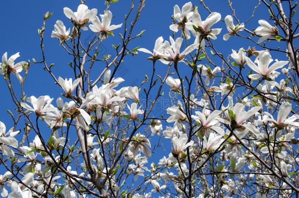 白色的木兰花反对一蓝色天b一ckground