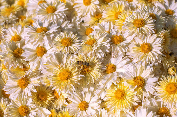 背景关于白色的和黄色的雏菊和大黄蜂
