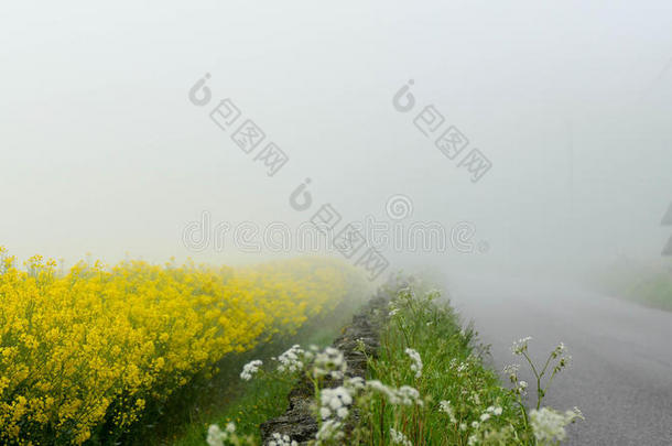 乡村油菜籽花田在的时候雾