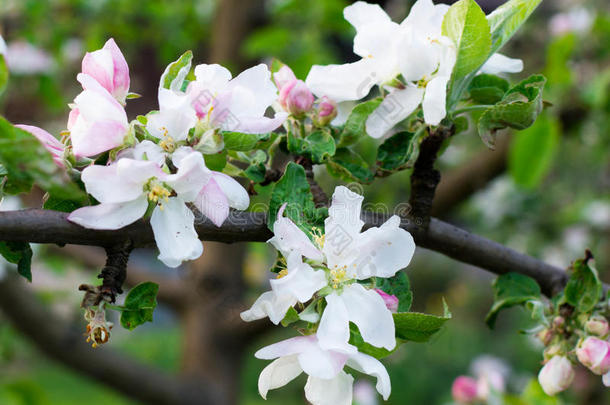 树枝关于<strong>苹果</strong>树.美丽的白色的花.