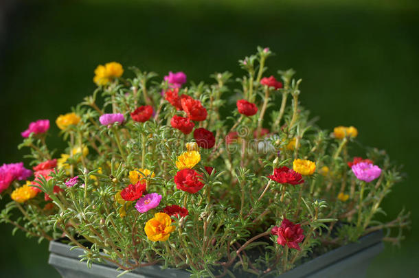 马齿苋属的植物大花<strong>蔷薇花</strong>