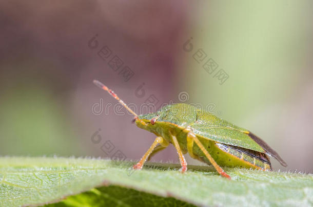 成熟的欧亚的绿色的盾昆虫帕洛梅娜普拉西娜向一绿色的le一