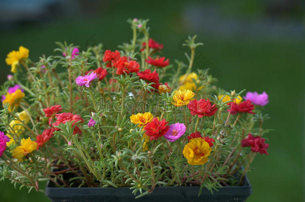 马齿苋属的植物大花<strong>蔷薇花</strong>