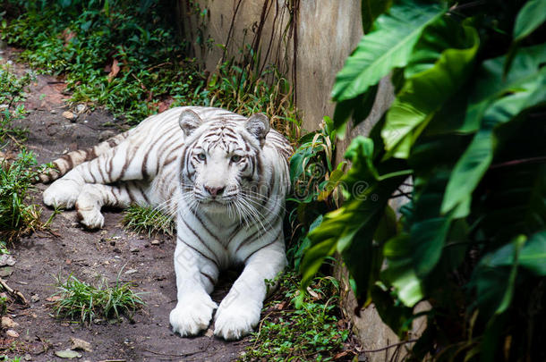 白色的老虎豹属底格里斯河底格里斯河