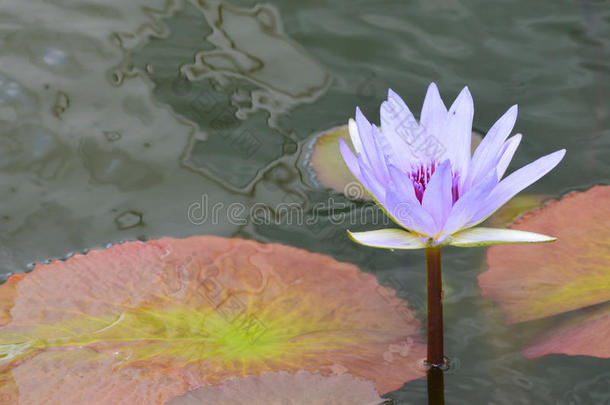 水百合花