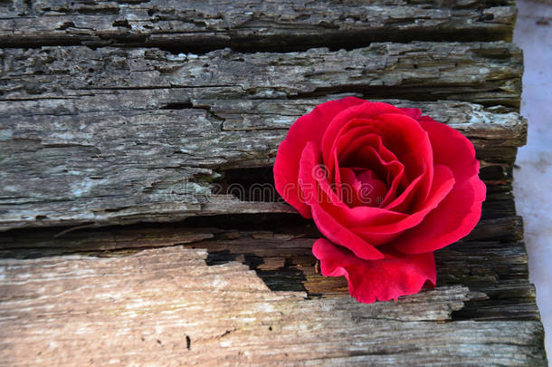 <strong>蔷薇花</strong>蕾老的有裂缝的板