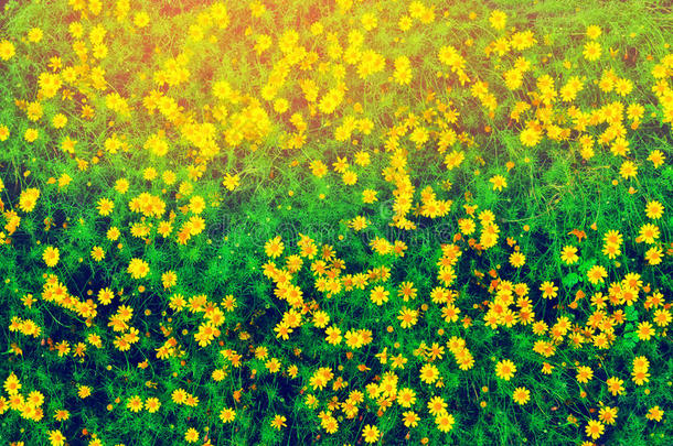小的黄色的花春季自然壁纸背景