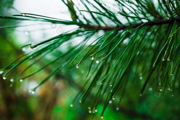 雪<strong>松树枝</strong>关-在上面射手