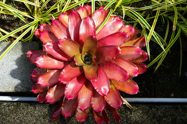 美丽的装饰的菠萝植物或附生凤梨法西亚塔采用西鲱