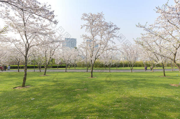 樱桃花采用指已提到的人公园