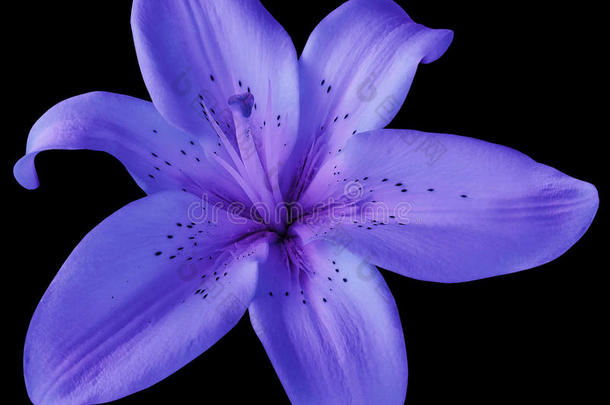 蓝色-紫色的伊利。花向隔离的黑的背景和克里普