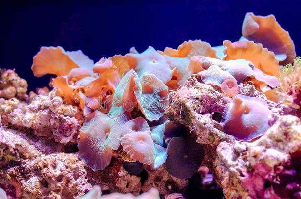 蘑菇珊瑚<strong>椎间盘</strong>突出