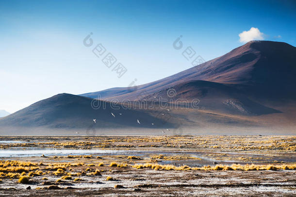 山向指已提到的人高原高原,玻利维亚条子毛绒
