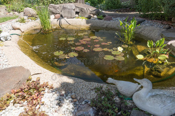 美丽的古典的花园鱼池塘