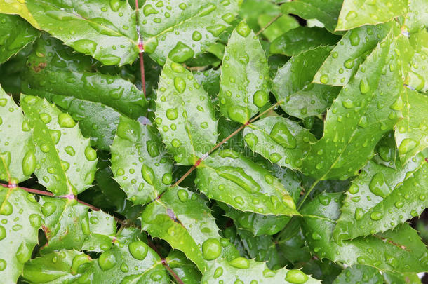 灌木冬青绿色的树叶和大的雨水落下