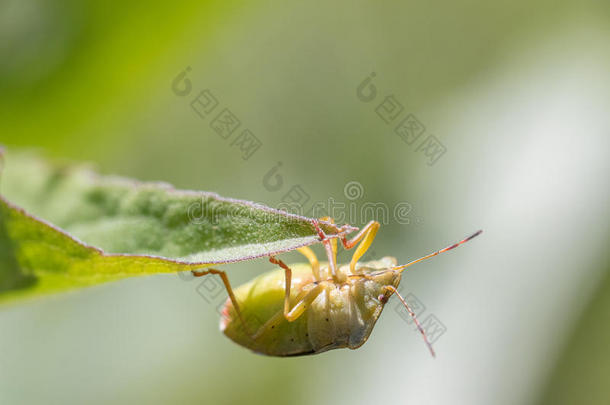 成熟的欧亚的<strong>绿</strong>色的盾昆虫帕洛梅娜普拉西娜绞死好处